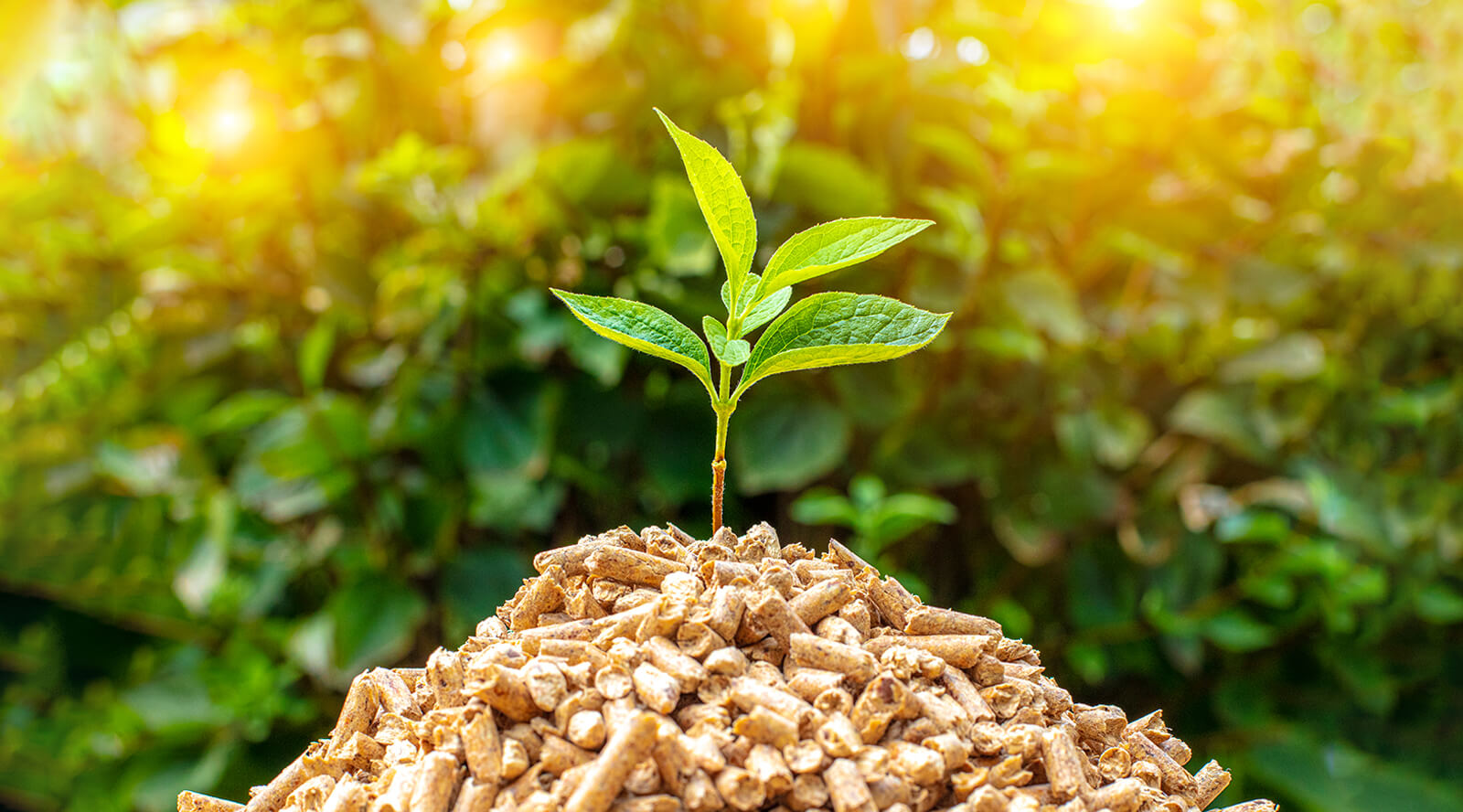 Biomass energy